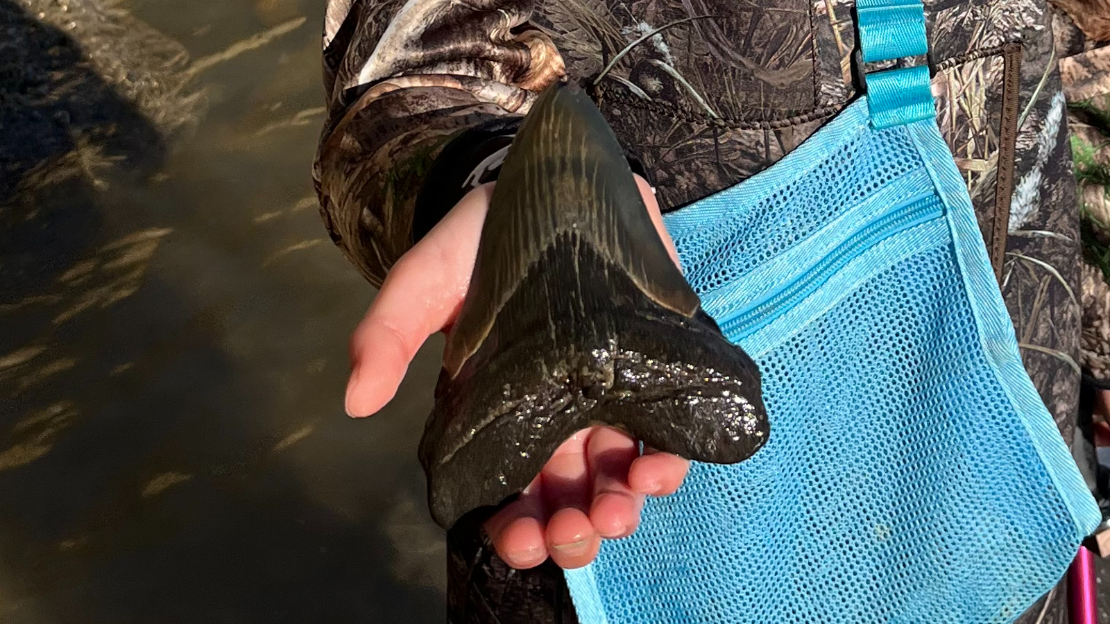 Massive megalodon tooth discovered in Chesapeake Bay by 9-year-old fossil hunter thumbnail