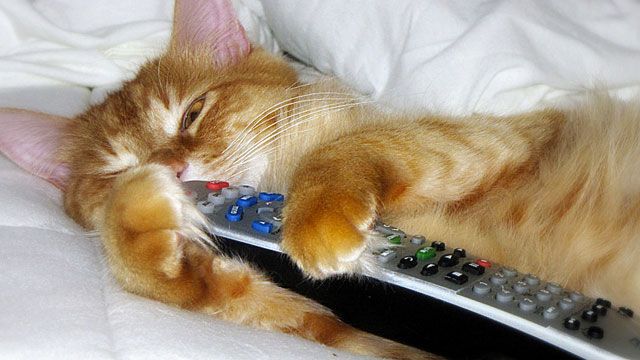 remote control cat