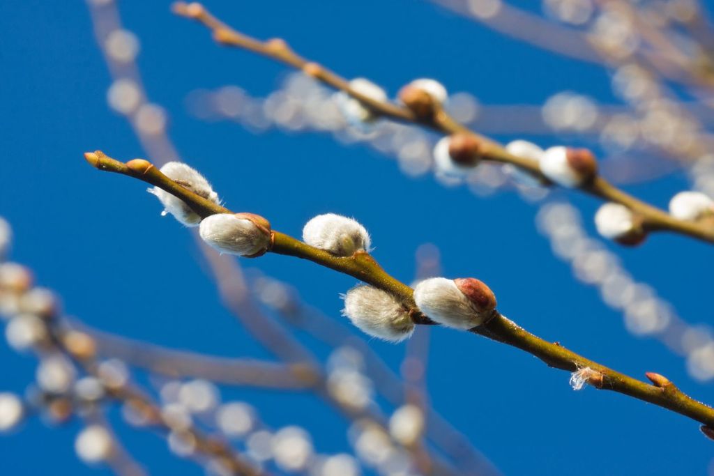 Rooting Pussy Willow Branches Learn How To Grow Pussy Willow From