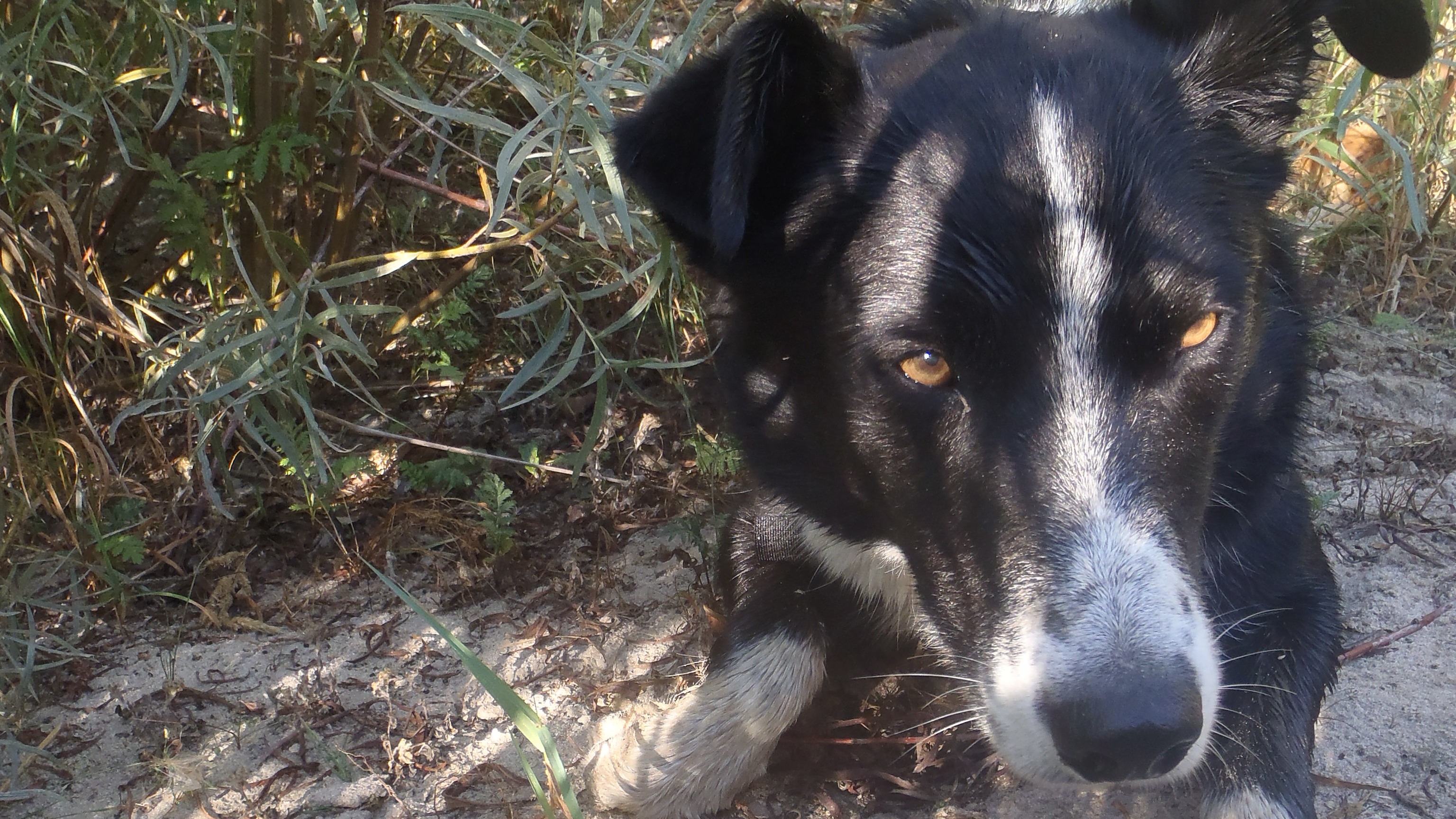 NASA satellites help dogs hunt for otter and mink poop