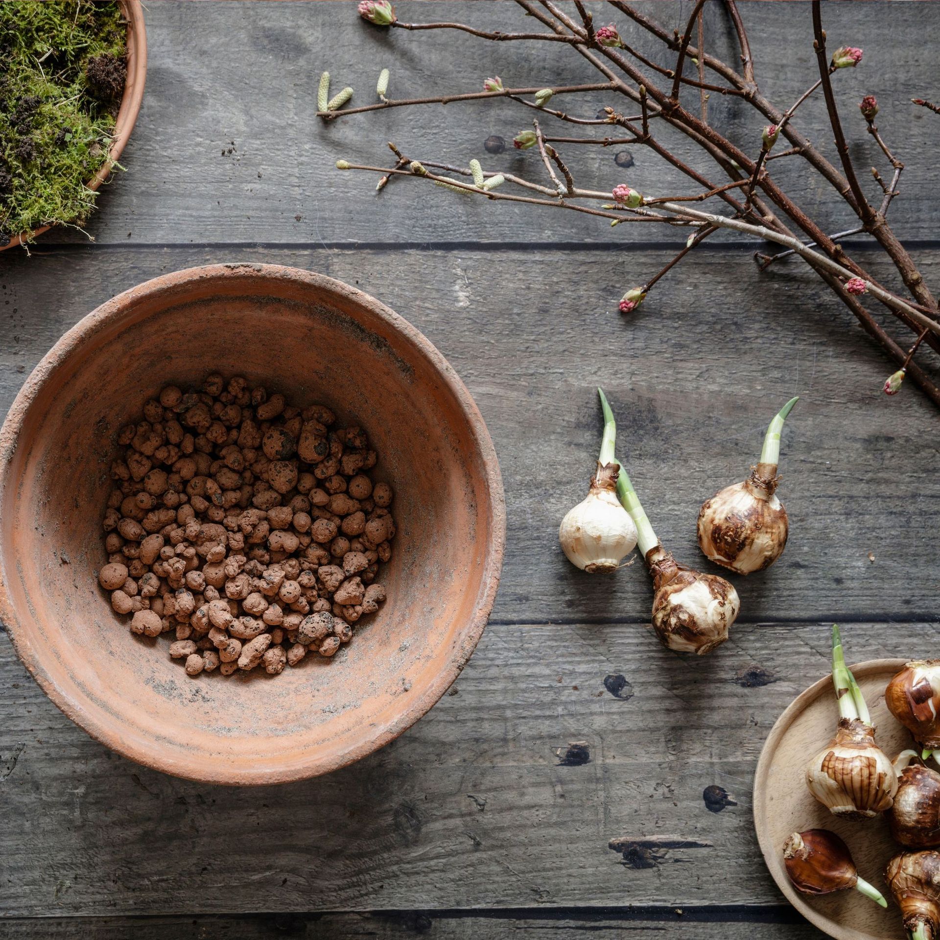 When To Plant Daffodil Bulbs In Pots According To Monty Don Ideal Home