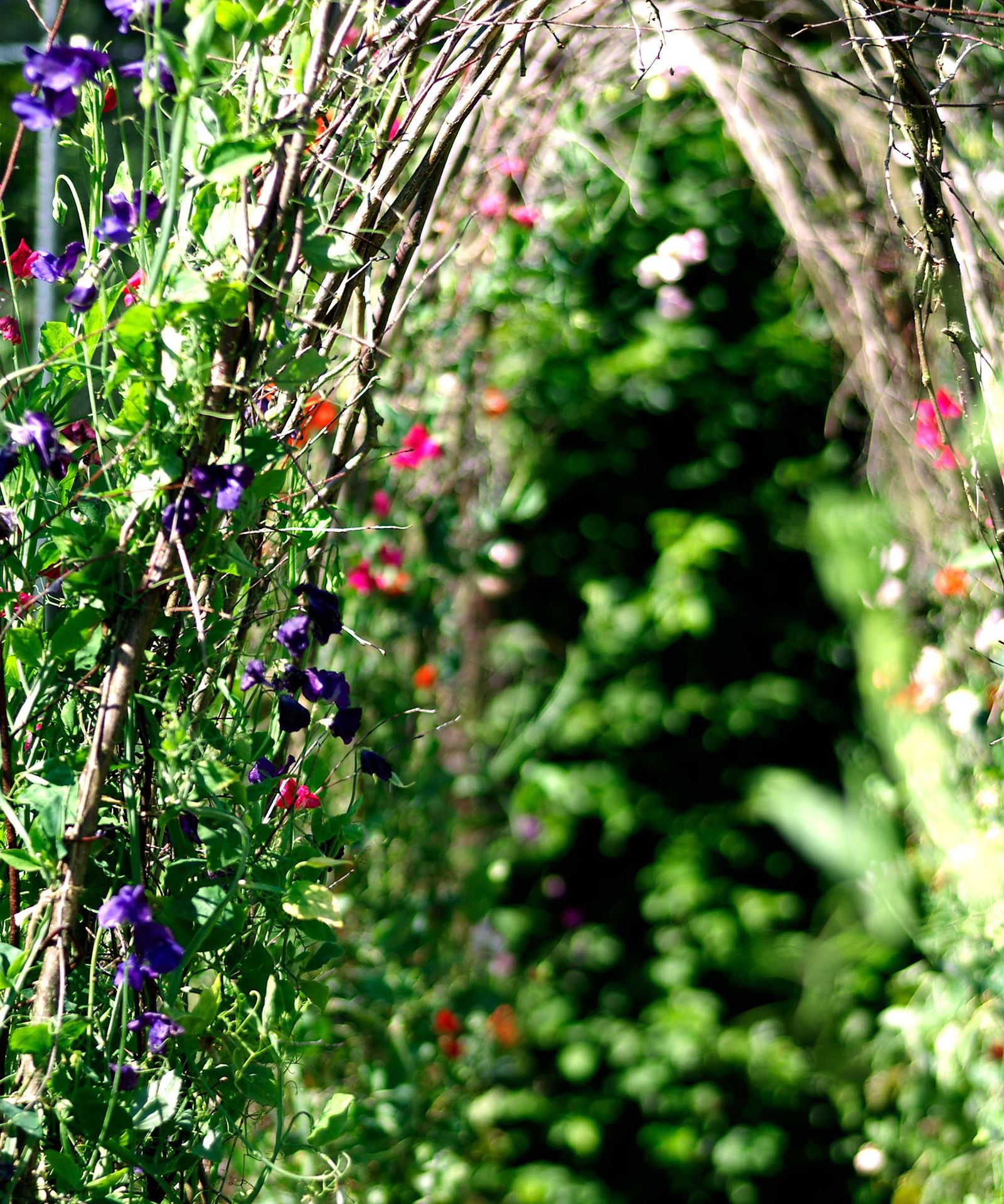 How To Grow Sweet Peas Expert Advice For Fabulous Blooms Gardeningetc