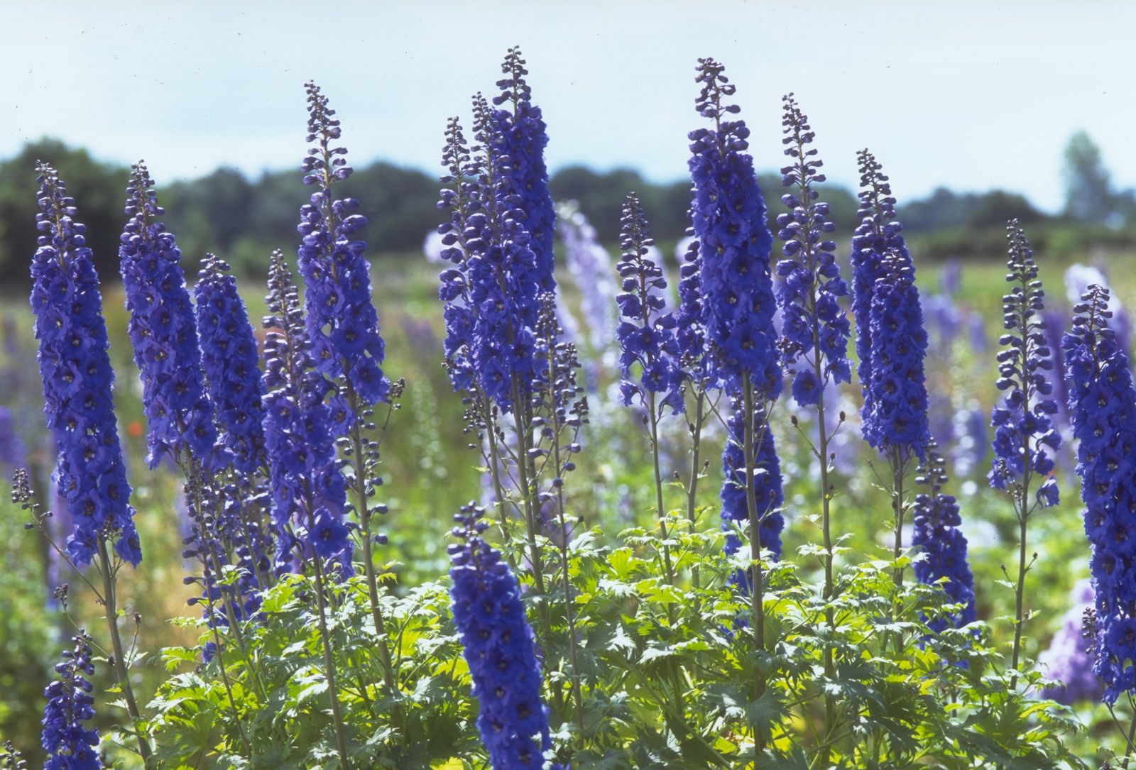 How To Grow Delphiniums Add These Showstoppers To Your Plot Gardeningetc