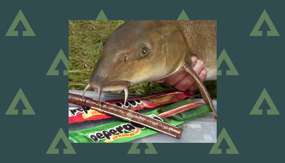 How To Catch Barbel Top Tips Everyone Should Try Advnture