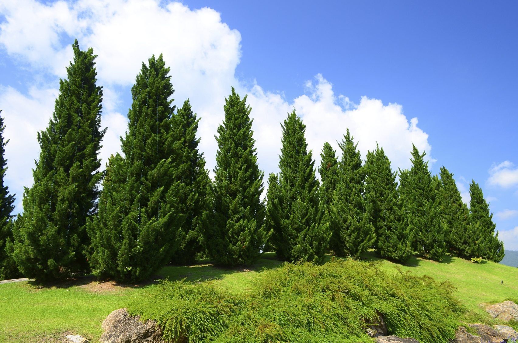 Cedar Pine Facts Cedar Pine Tree Information And Planting Tips