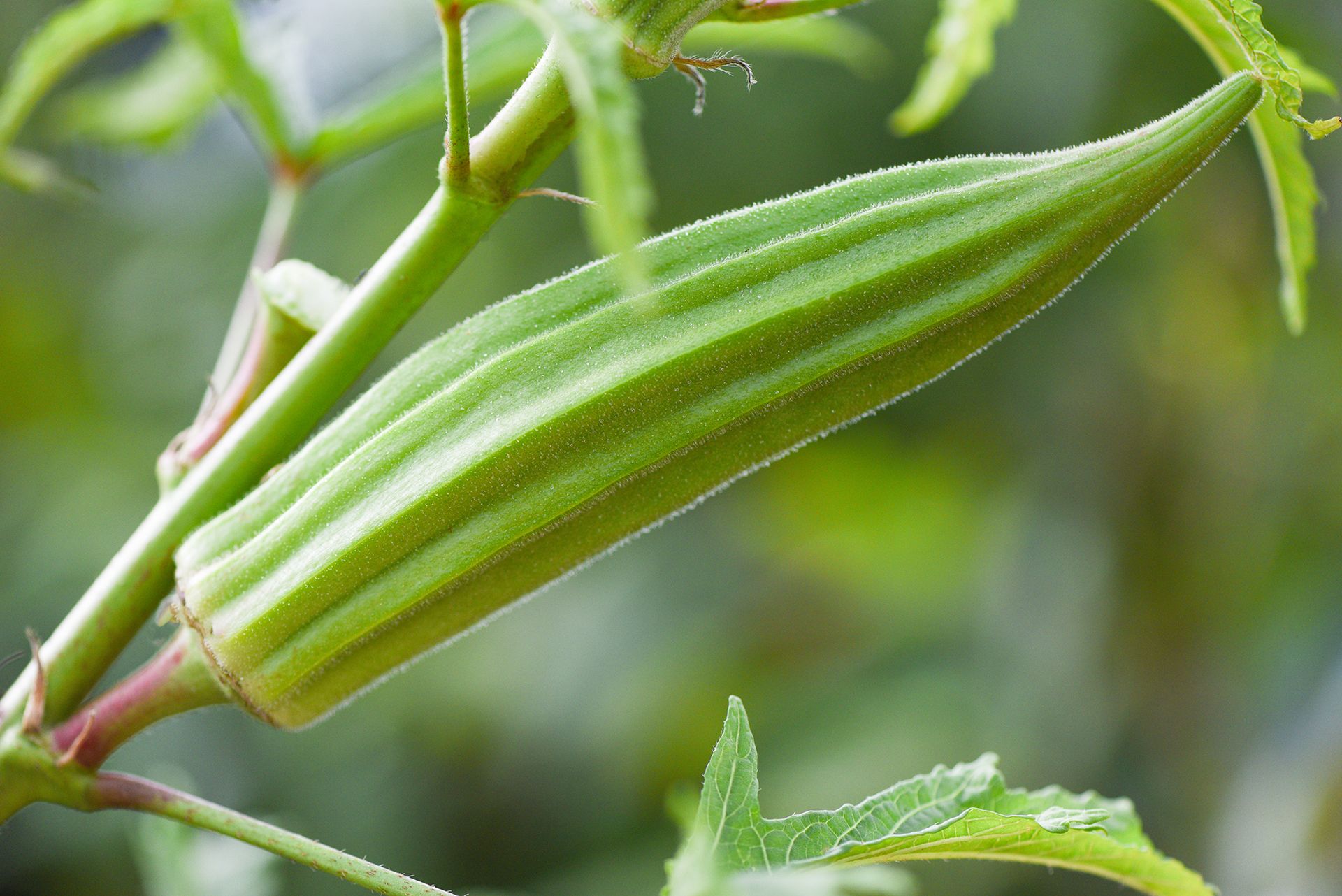 How To Grow Okra From Seed And In Pots Homes Gardens