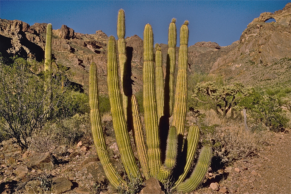 Desert Blooms Spectacular Photos Of Organ Pipe Cactuses Live Science