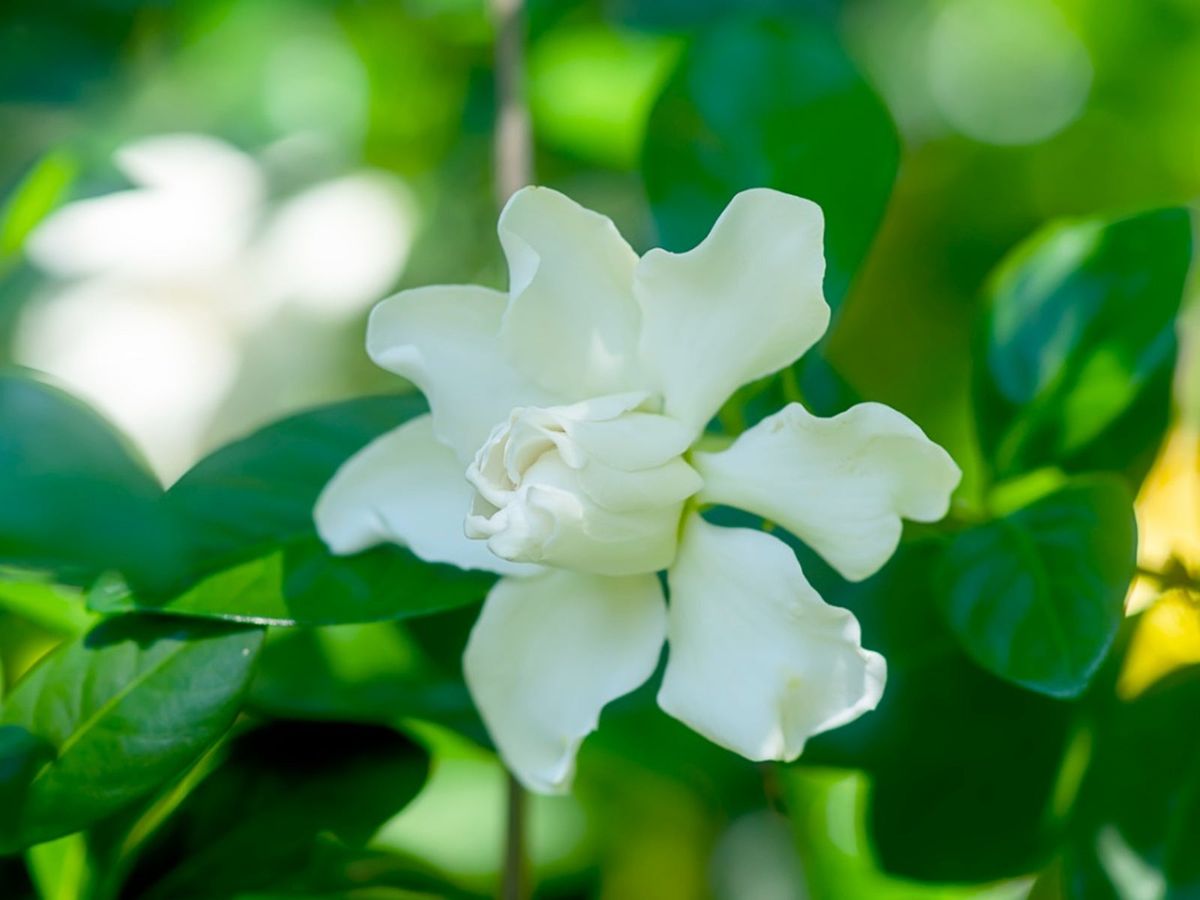 Learn How To Grow And Care For Gardenia Plants Gardening Know How