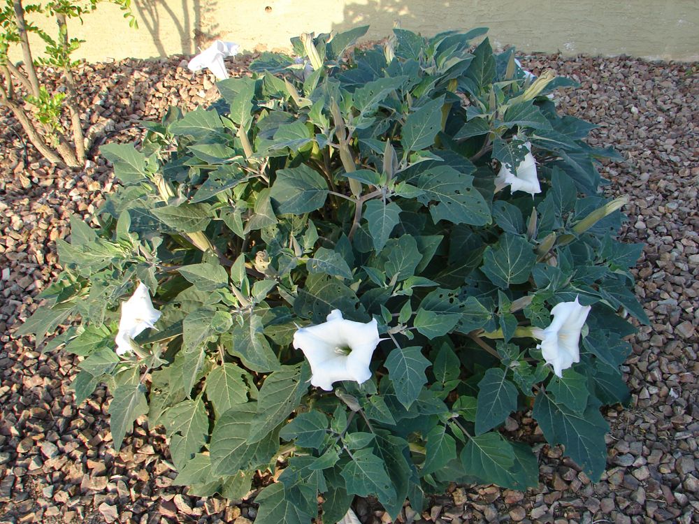 Sacred Datura Photos Of A Beautiful But Poisonous Plant Live Science