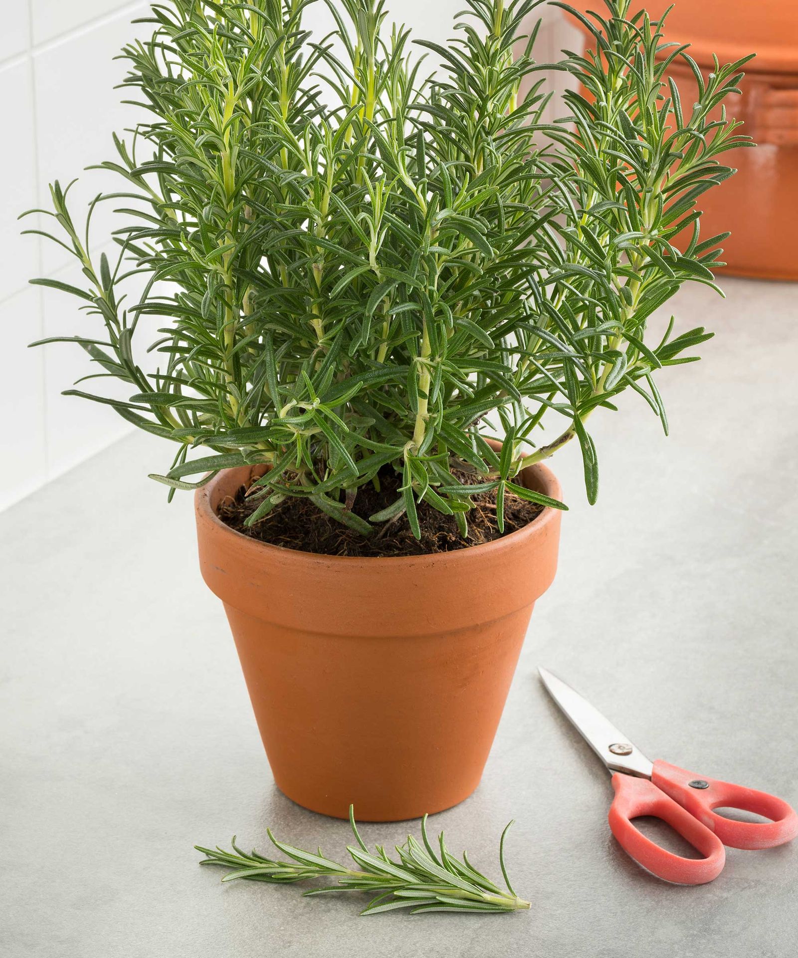 How To Grow Rosemary Indoors Expert Tips For Happy Herbs Homes Gardens