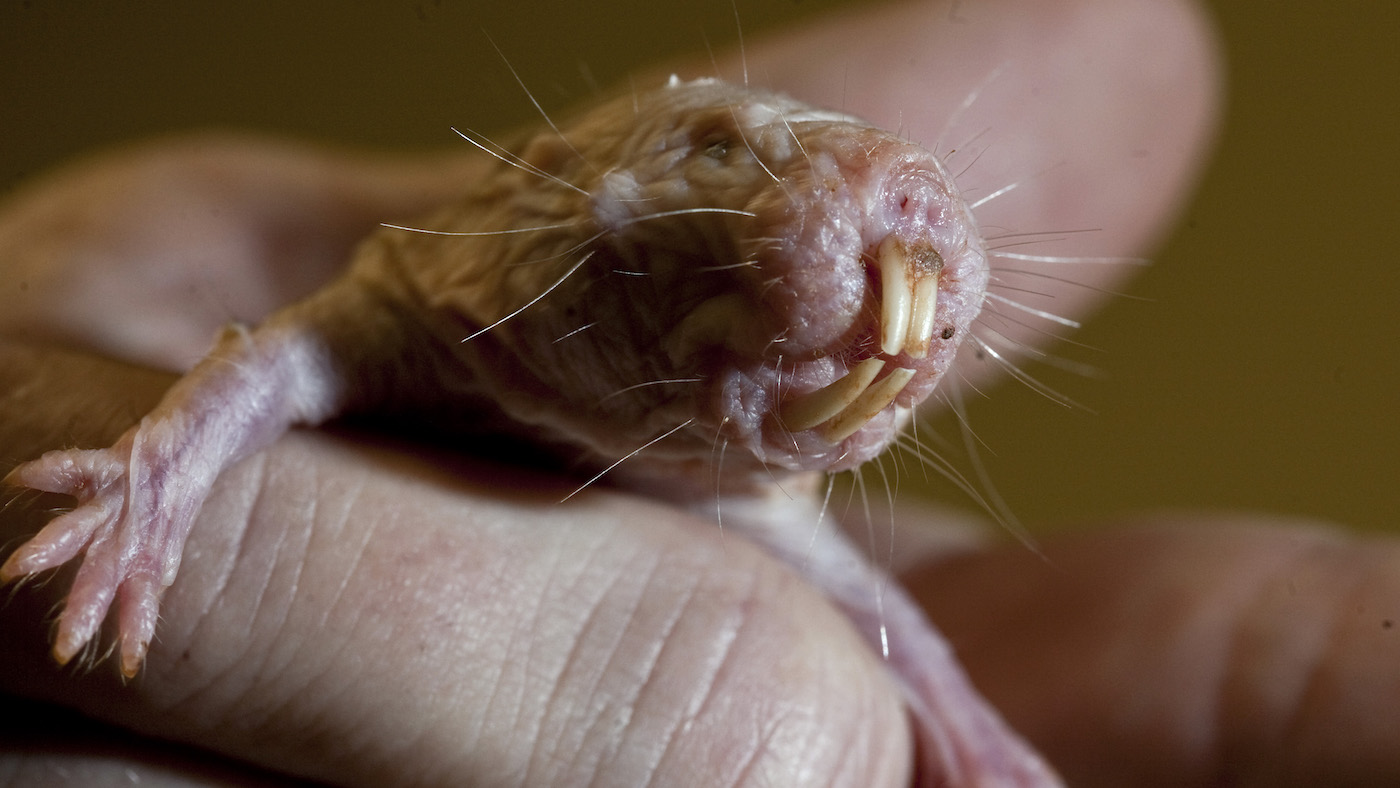 How Naked Mole Rats Could Hold The Secret To Reversing The Menopause