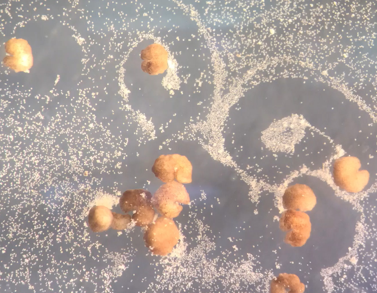 Pac-Man-shaped blobs become world's first self-replicating biological robots