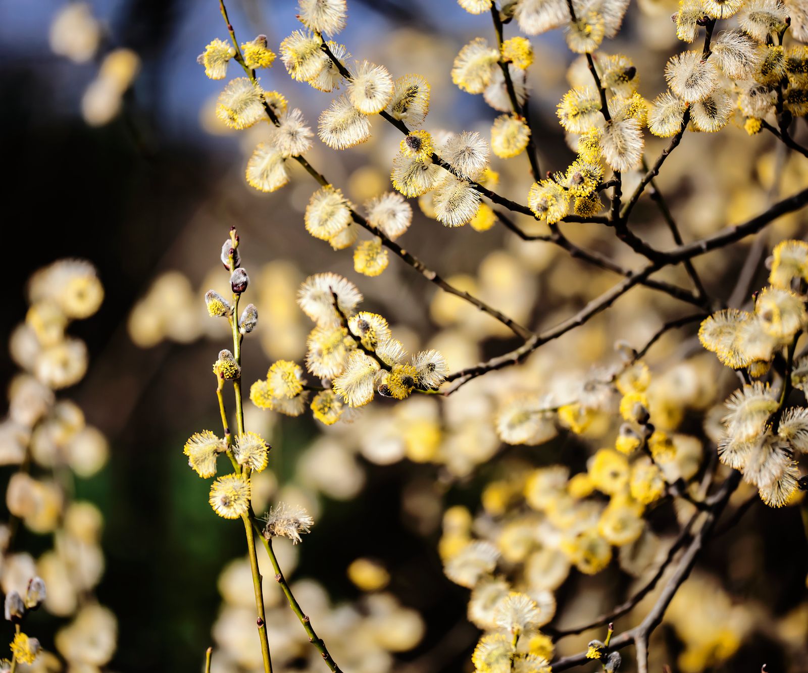 Pussy Willow Care Add A Touch Of Softness To Your Landscape