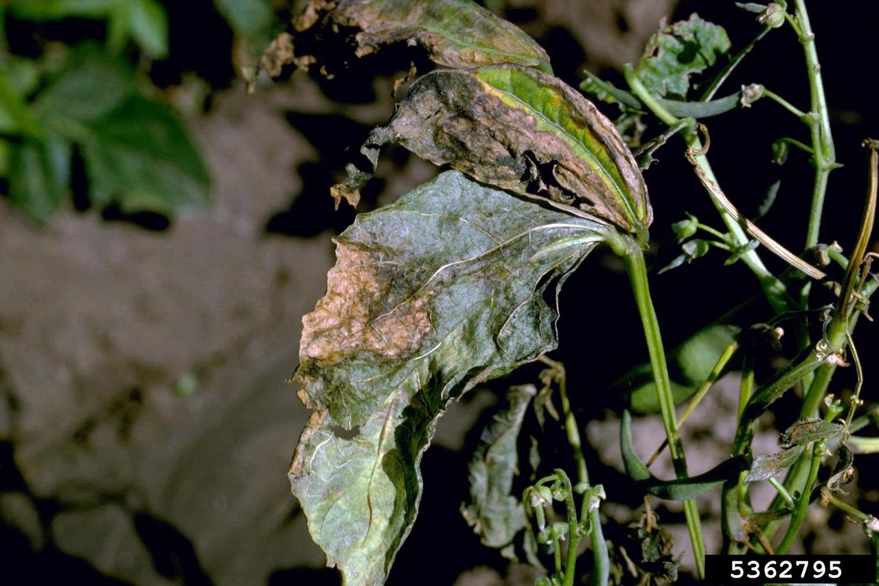 Bacterial Blight In Bean Plants Tips On The Control Of Bacterial Wilt