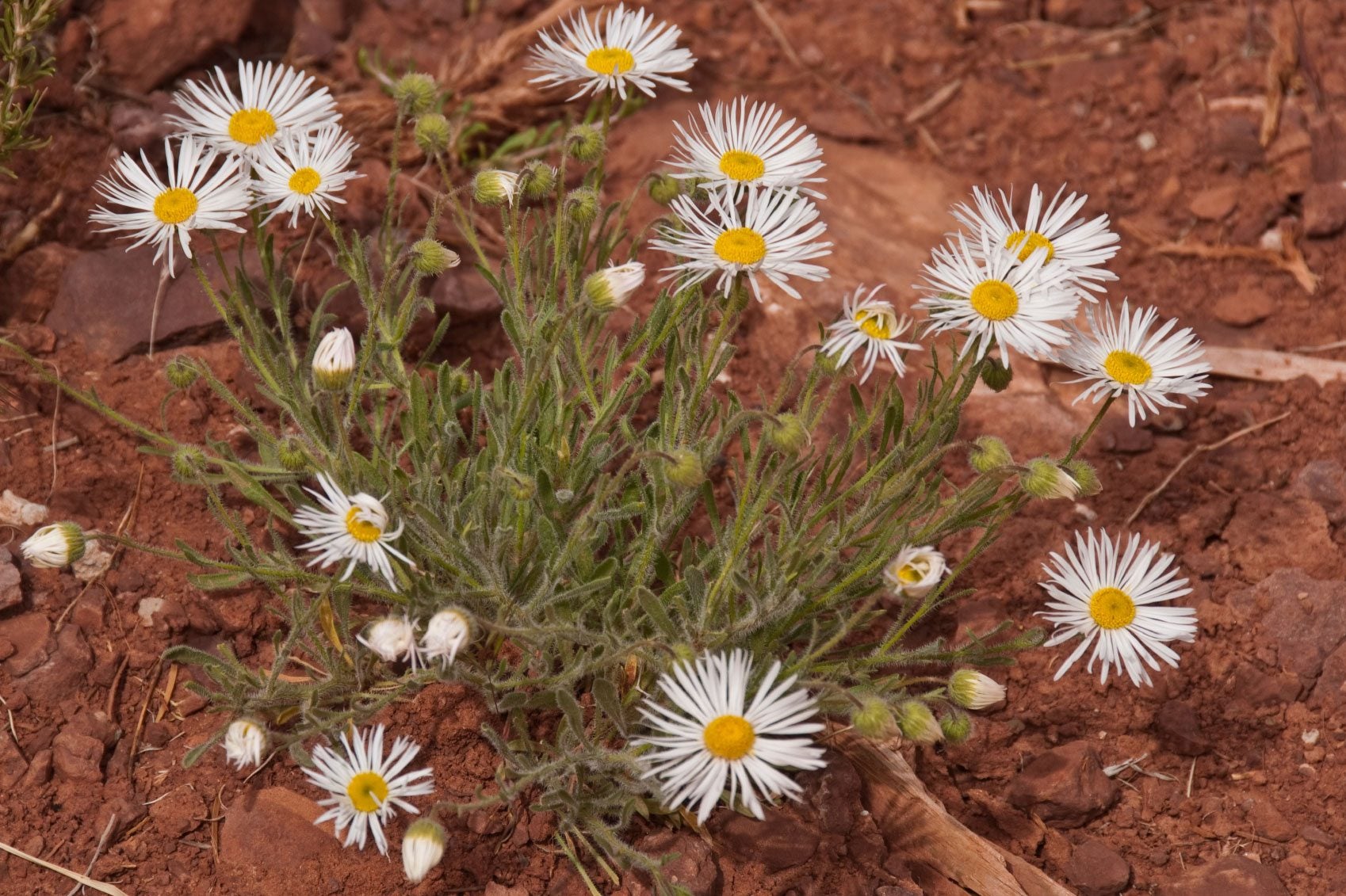 Managing Fleabane Plants Learn About Fleabane Control Methods