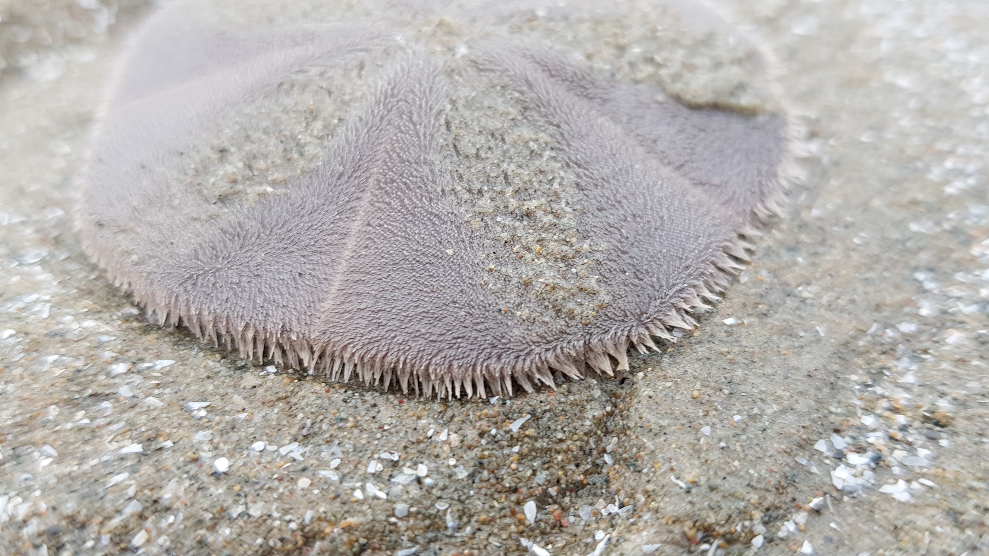 Thousands of sand dollars mysteriously wash ashore in Oregon in 'mass die-off'