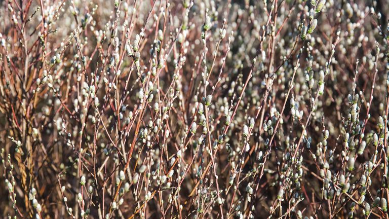 Pussy Willow Care Add A Touch Of Softness To Your Landscape