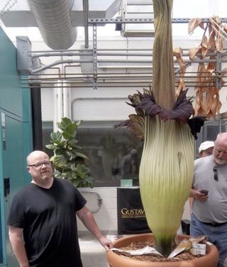 Corpse Flower Facts About The Smelly Plant Live Science