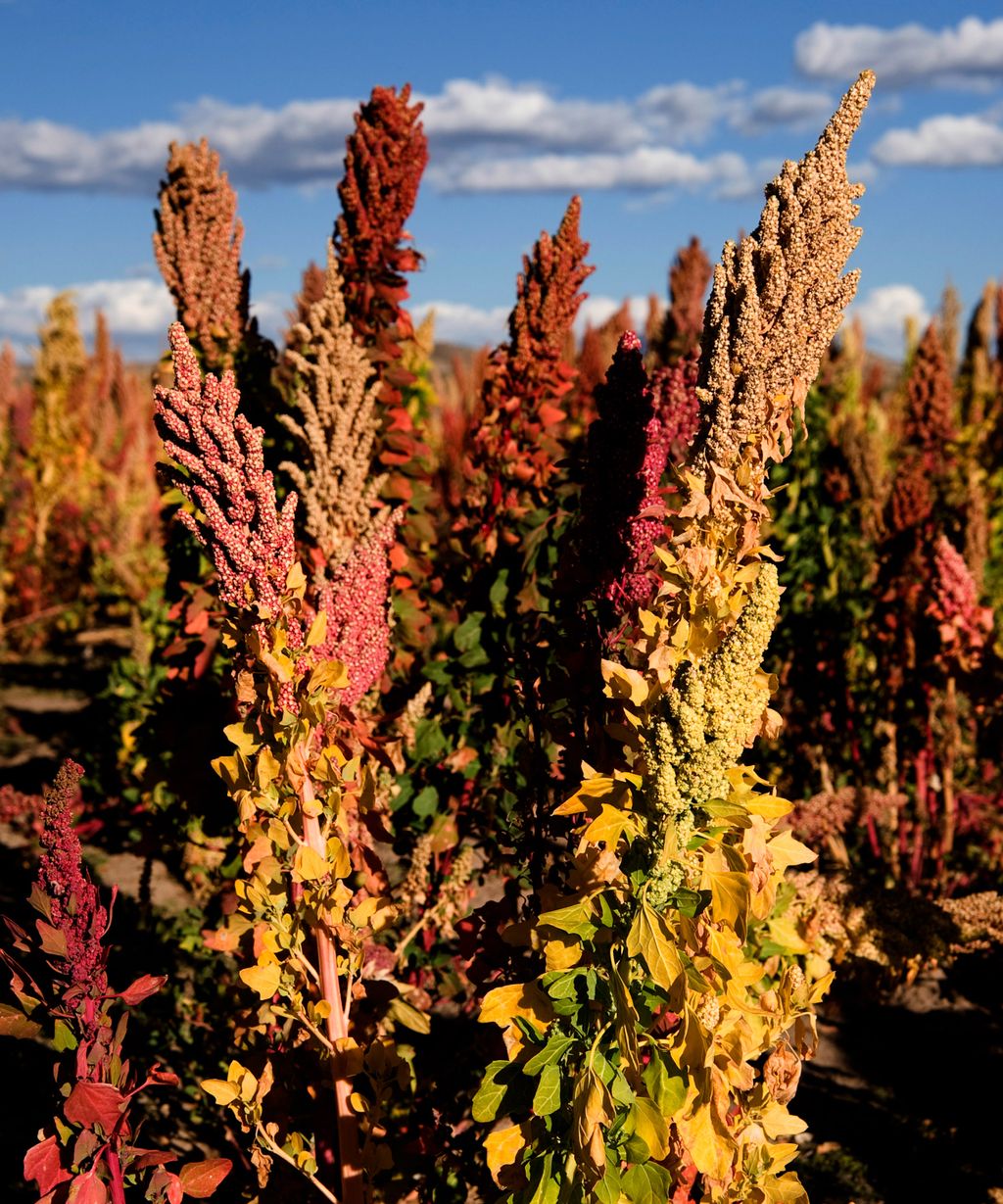 How To Grow Quinoa Expert Tips For This Useful Supergrain Homes