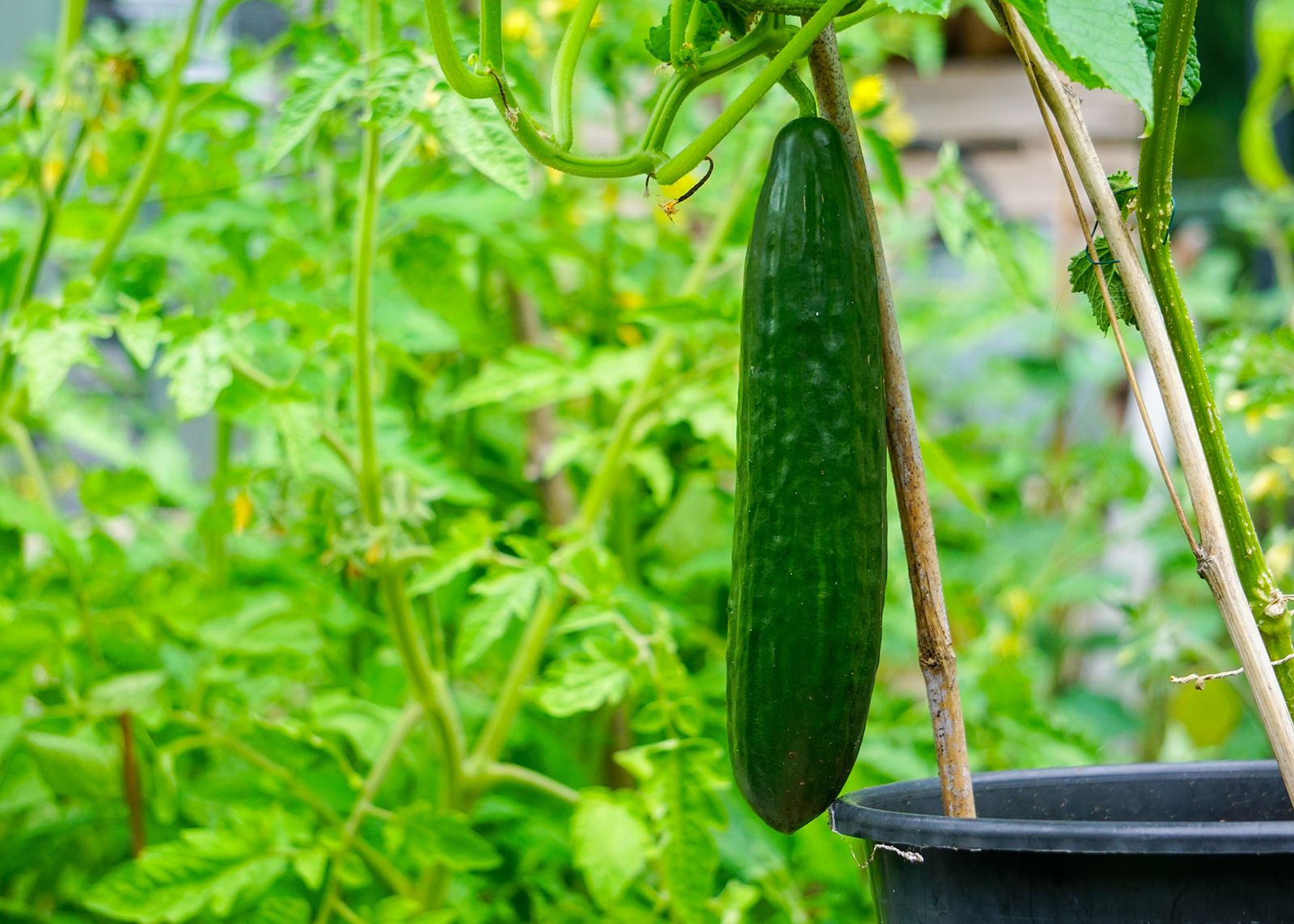 How To Grow Cucumbers Vertically Simple Methods To Try Homes Gardens