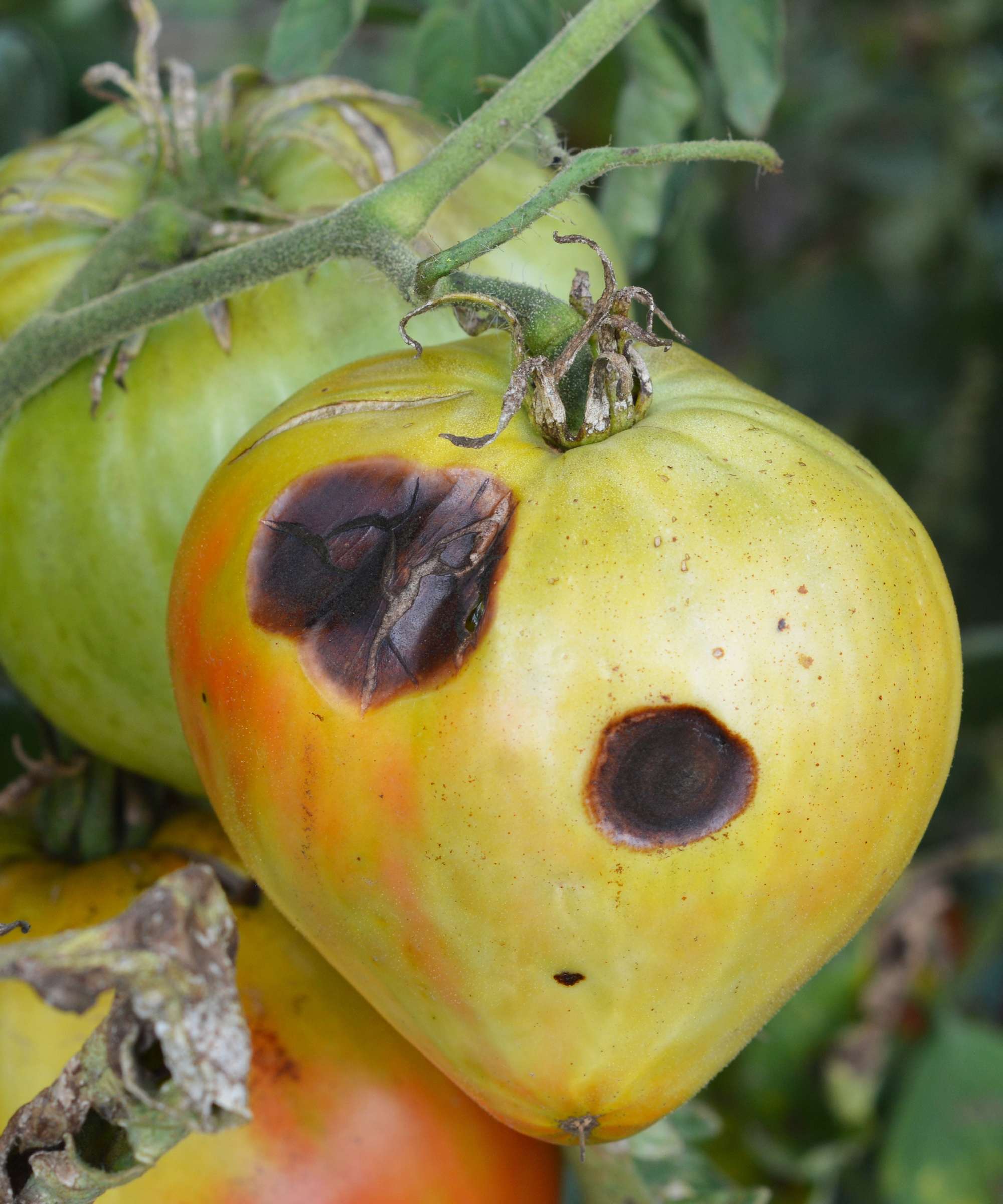 Why Are The Bottoms Of My Tomatoes Turning Brown