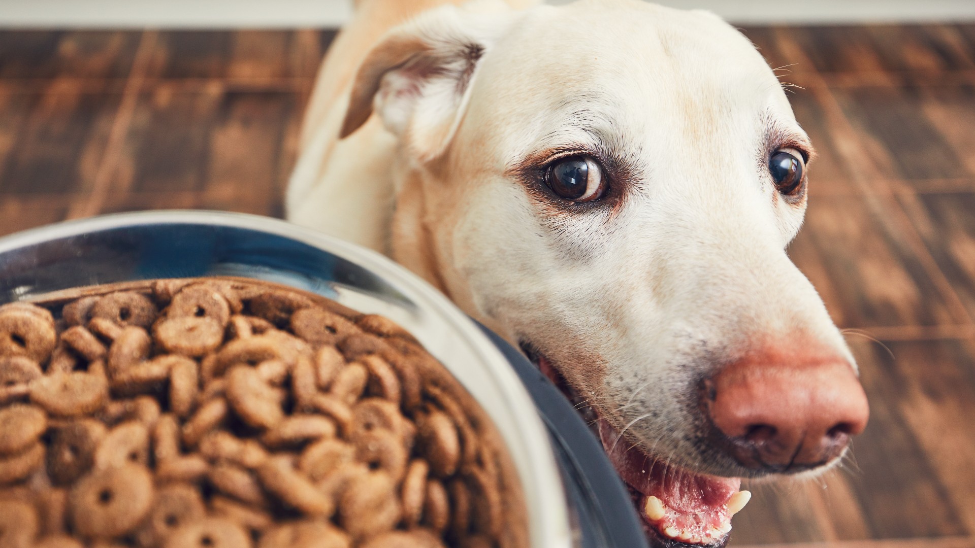 low purine dog foods