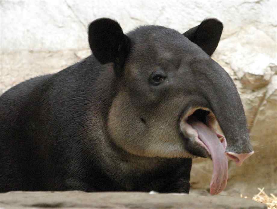 No one can play Rise of Iron right now. Error code Tapir is ruining all your fun