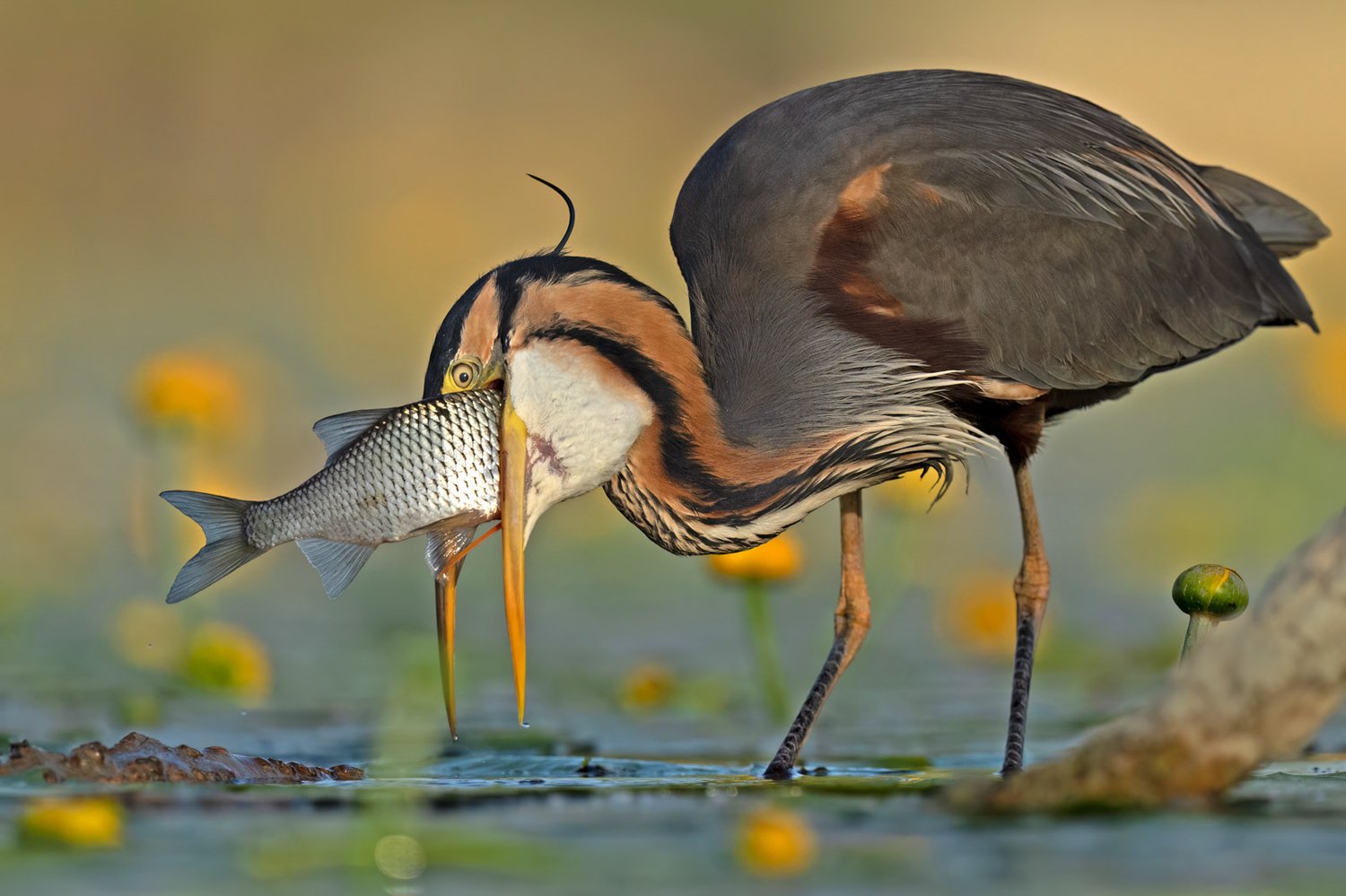 These Award Winning Bird Photos Will Brighten Up Your Day Creative Bloq