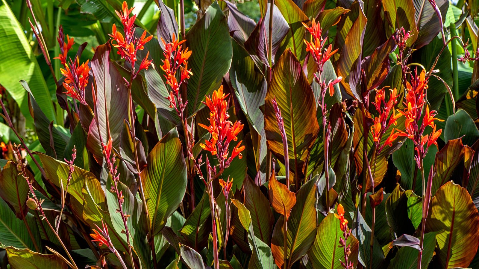 How To Overwinter Canna Lilies In Pots An Expert Guide Ideal Home