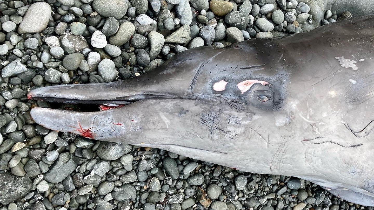 Mysterious dead beaked whale covered in unusual injuries washes up on California beach