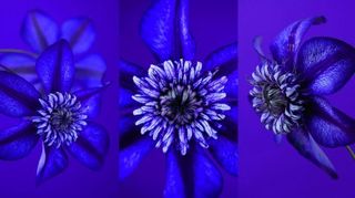 17 Shoot against simple backdrops