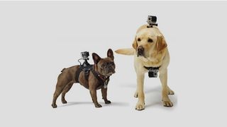Go Pro Fetch