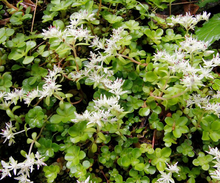 Best Plants For A Green Roof Options To Try Homes Gardens