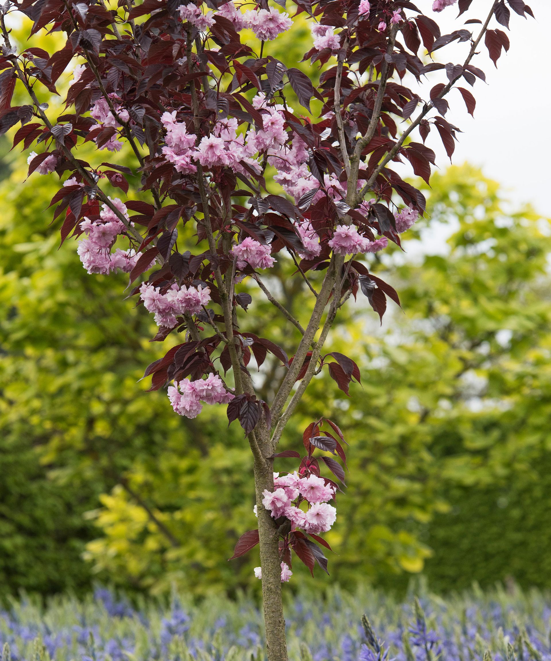 Flowering Cherry Tree Care And Growing Guide Homes Gardens