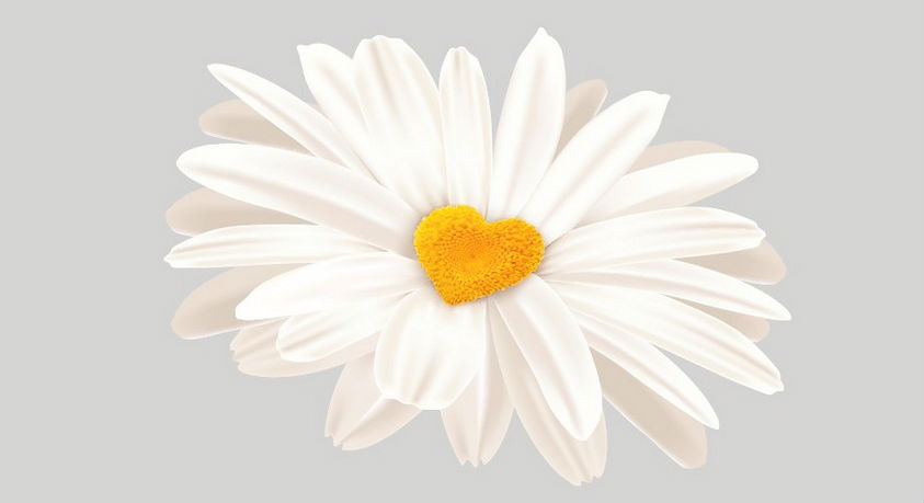 Illustration of daisy