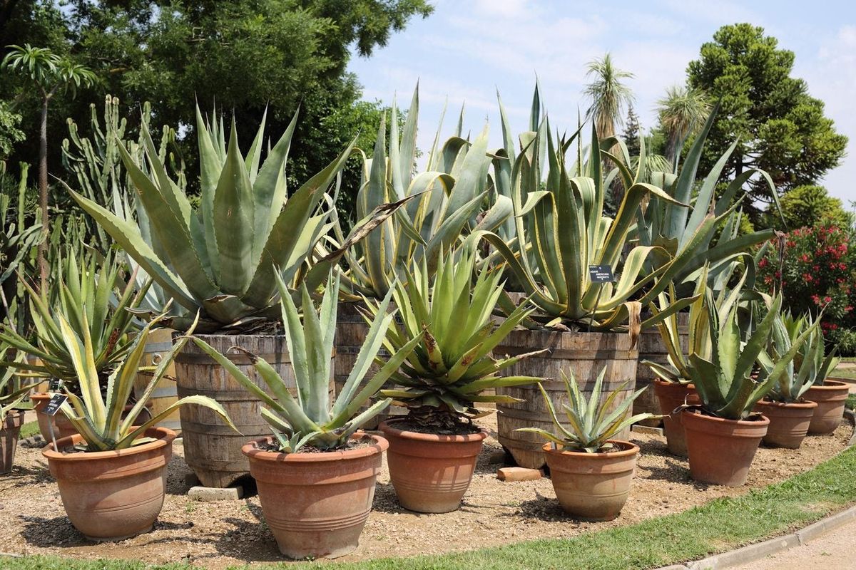 Can Agave Grow In Pots Learn How To Grow Agave In Containers