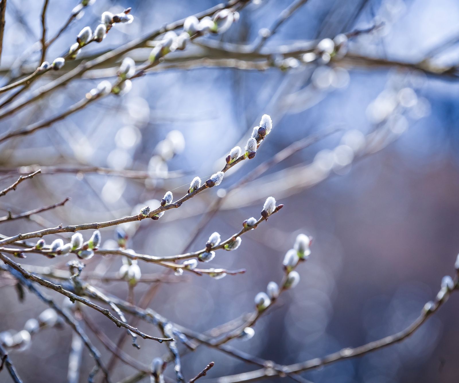 Pussy Willow Care Add A Touch Of Softness To Your Landscape