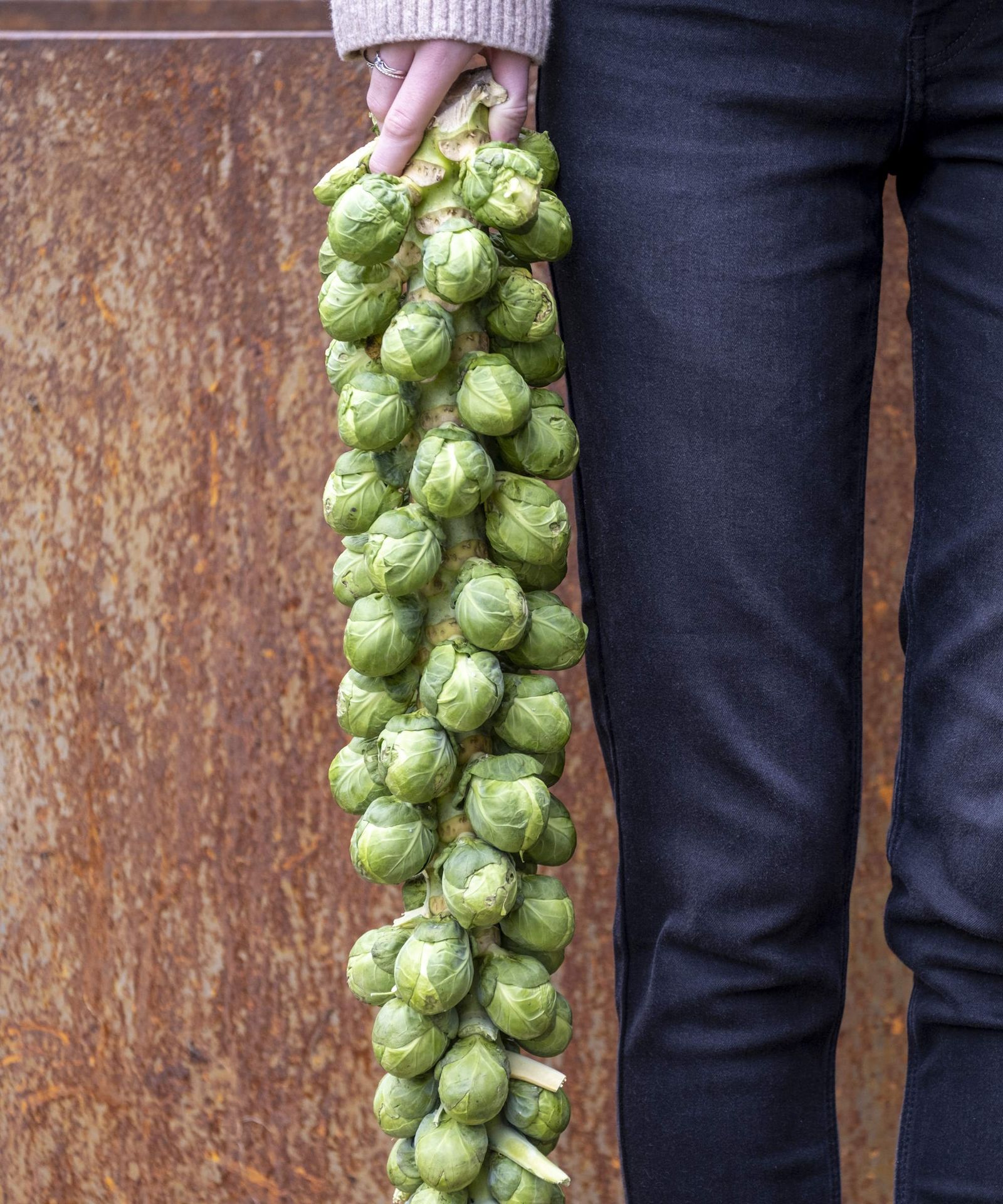 How To Harvest Brussels Sprouts Expert Tips From A Grower Homes