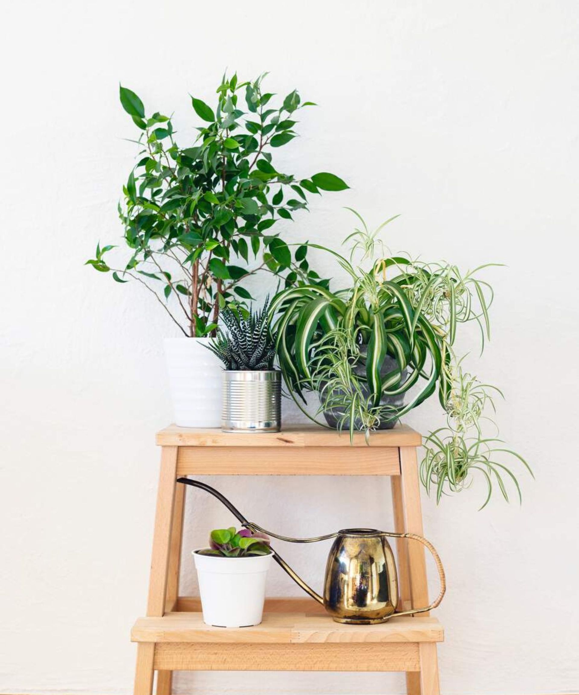 Easiest Houseplants To Grow From Cuttings And How To Propagate Homes