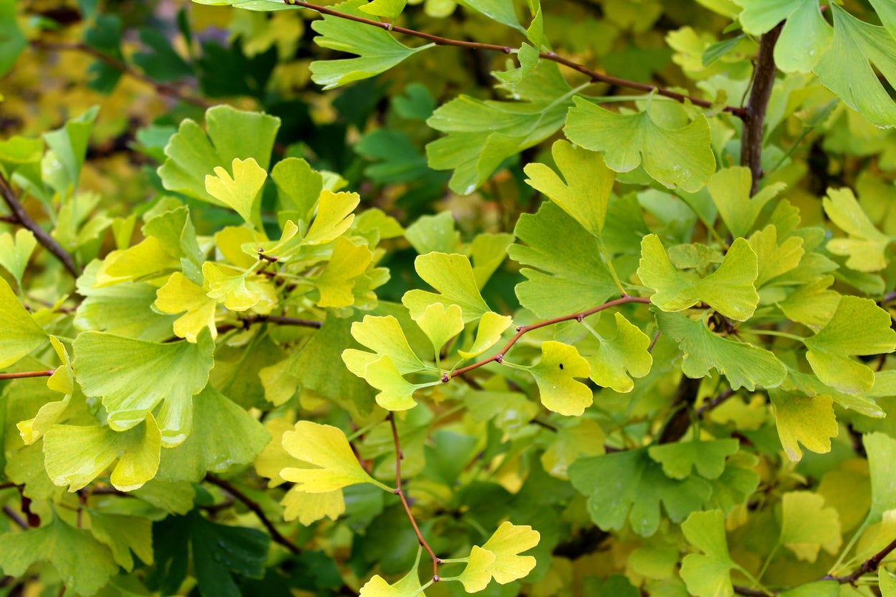 How To Tell Ginkgo Sex Distinguishing Male And Female Ginkgo