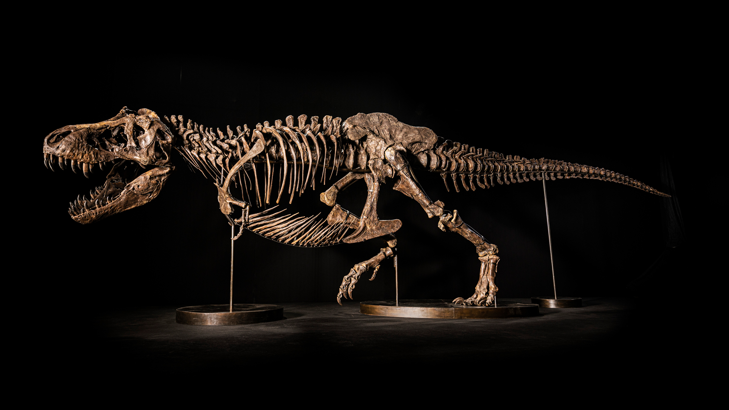 Spectacular T. rex skeleton may fetch $25 million at auction (the new owner gets to name it, too)