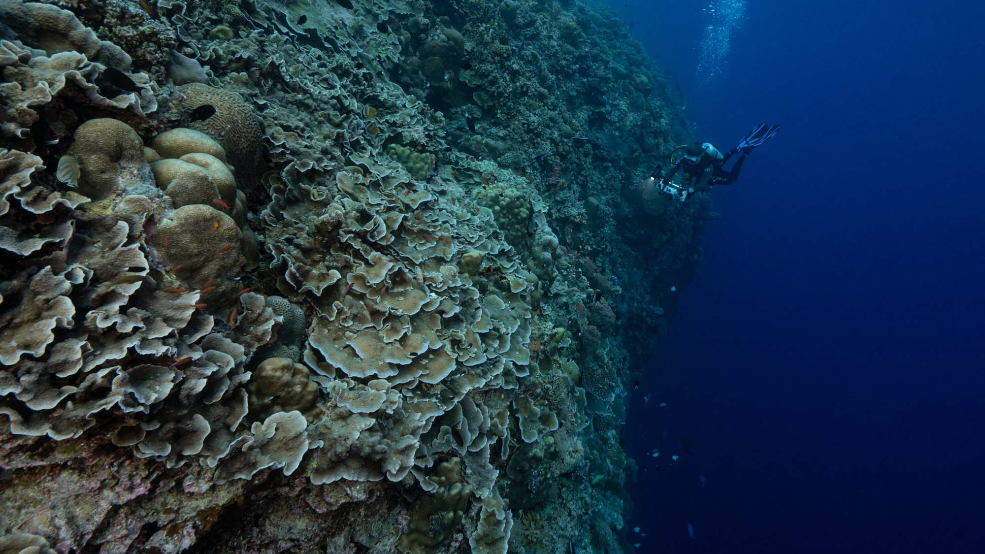 Rare, untouched coral reef discovered off Tahiti near the ocean's 'twilight zone' thumbnail