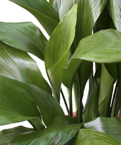 Aspidistra Care And Growing Guide Our Top Expert Tips Gardeningetc