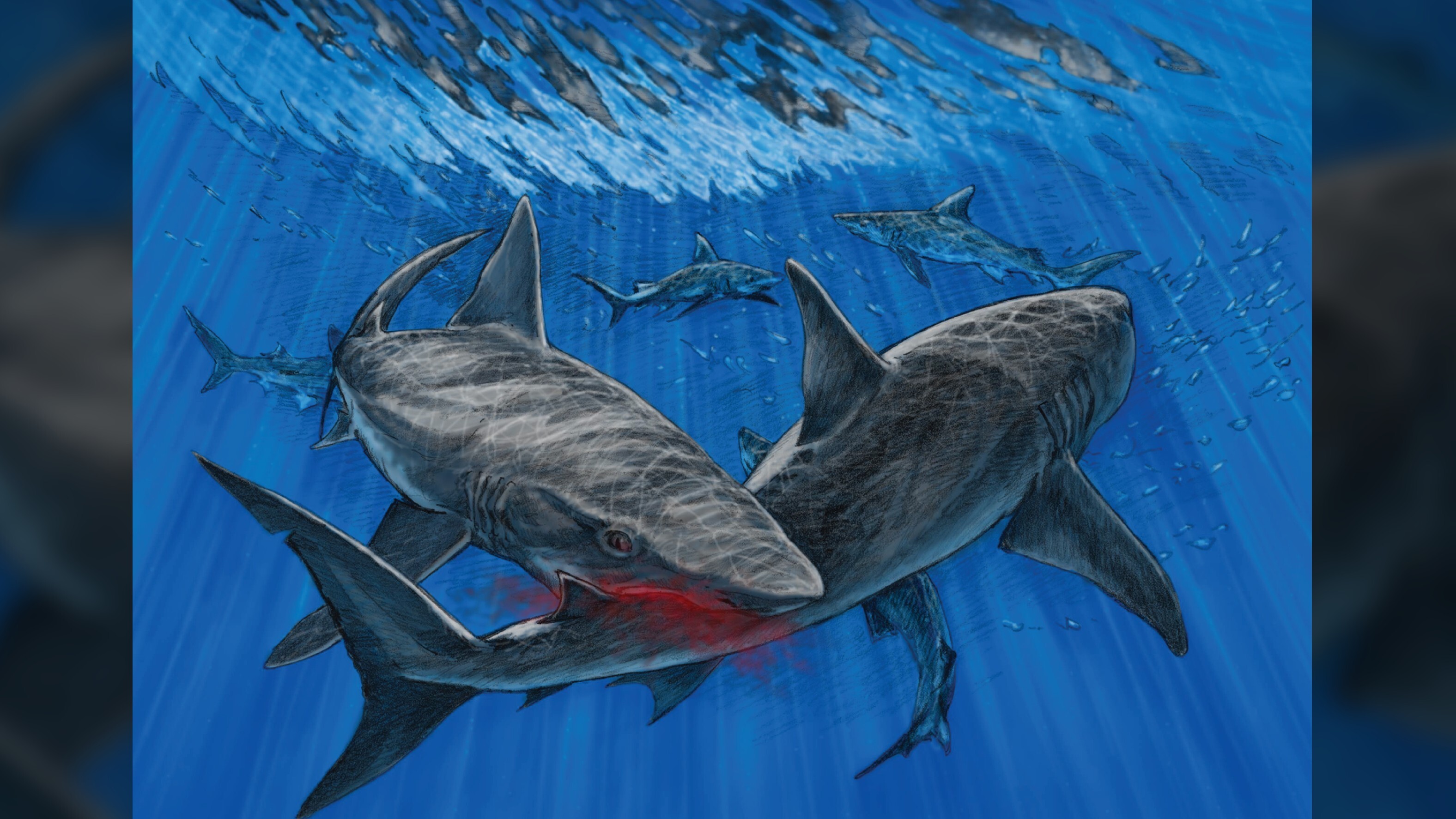 'Truly remarkable' fossils are rare evidence of ancient shark-on-shark attacks thumbnail