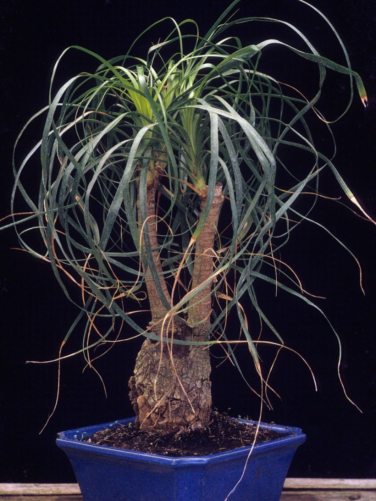 Ponytail Palm Bonsai Care Trimming Ponytail Palms Into Bonsai