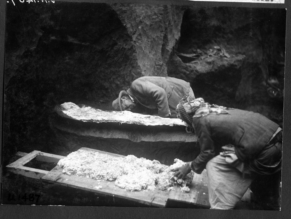 Year Old Noah Skeleton Discovered In Museum Basement Live Science