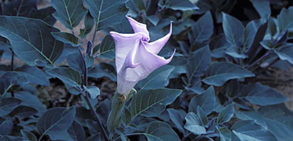 Sacred Datura Photos Of A Beautiful But Poisonous Plant Live Science