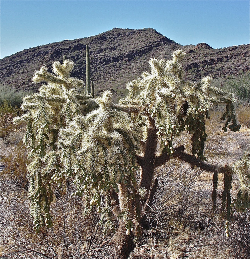 Desert Blooms Spectacular Photos Of Organ Pipe Cactuses Live Science