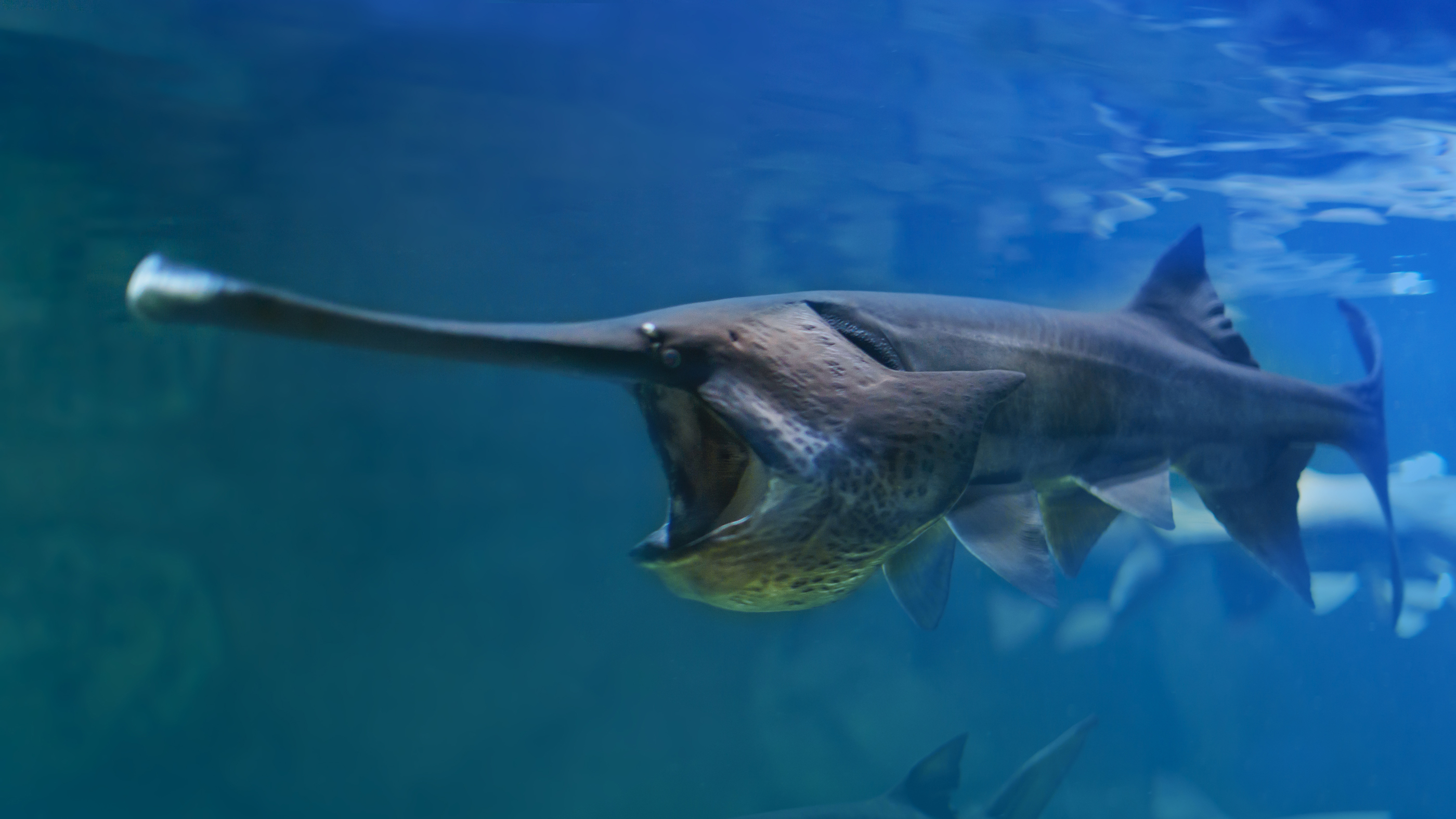 This 23-Foot-Long Fish May Be First Official Extinction of 2020