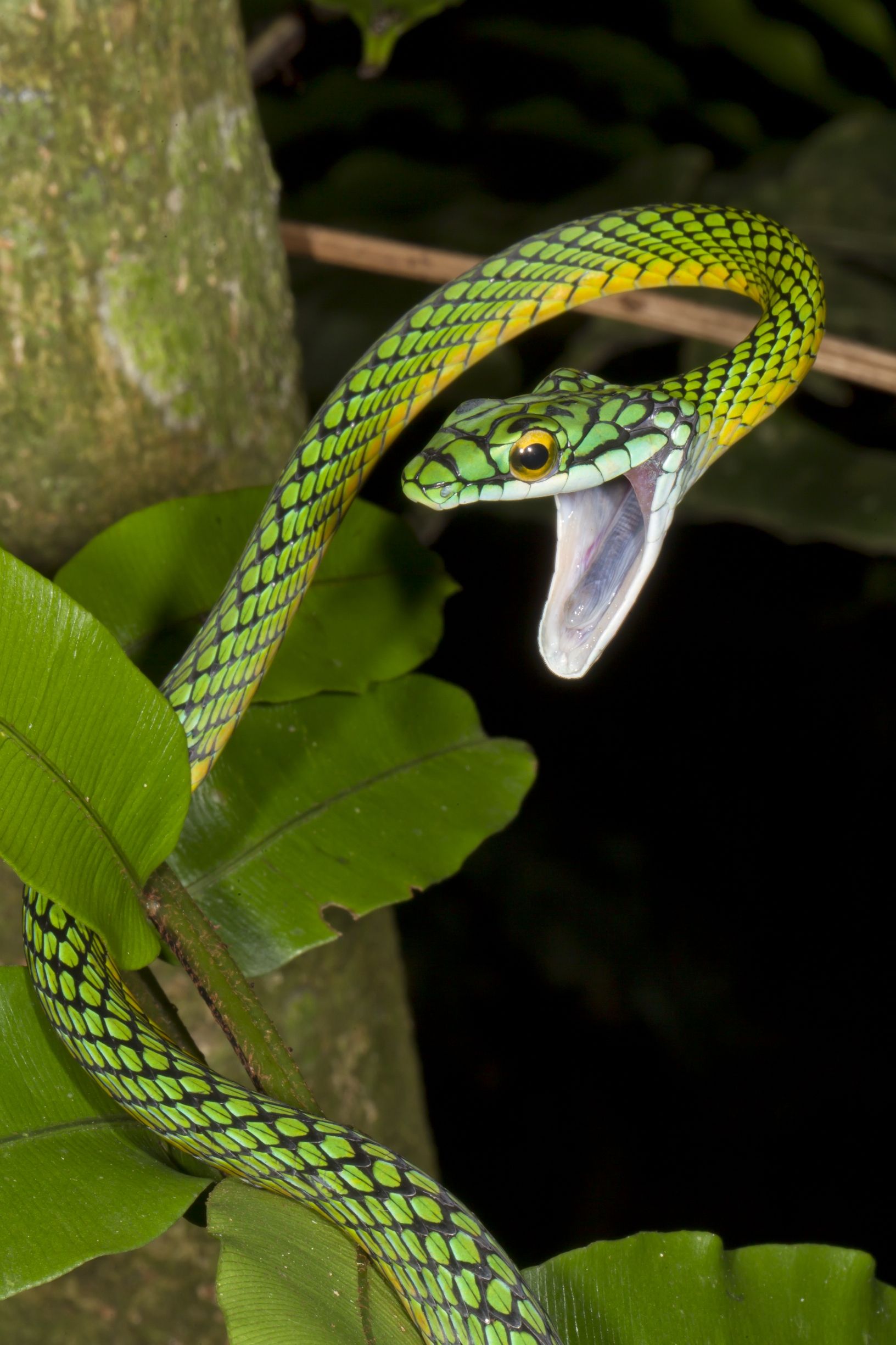 Leptophis Ahaetulla